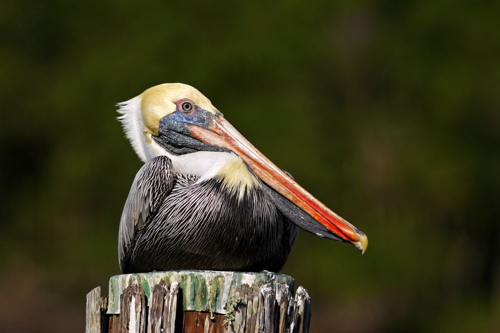 pelican